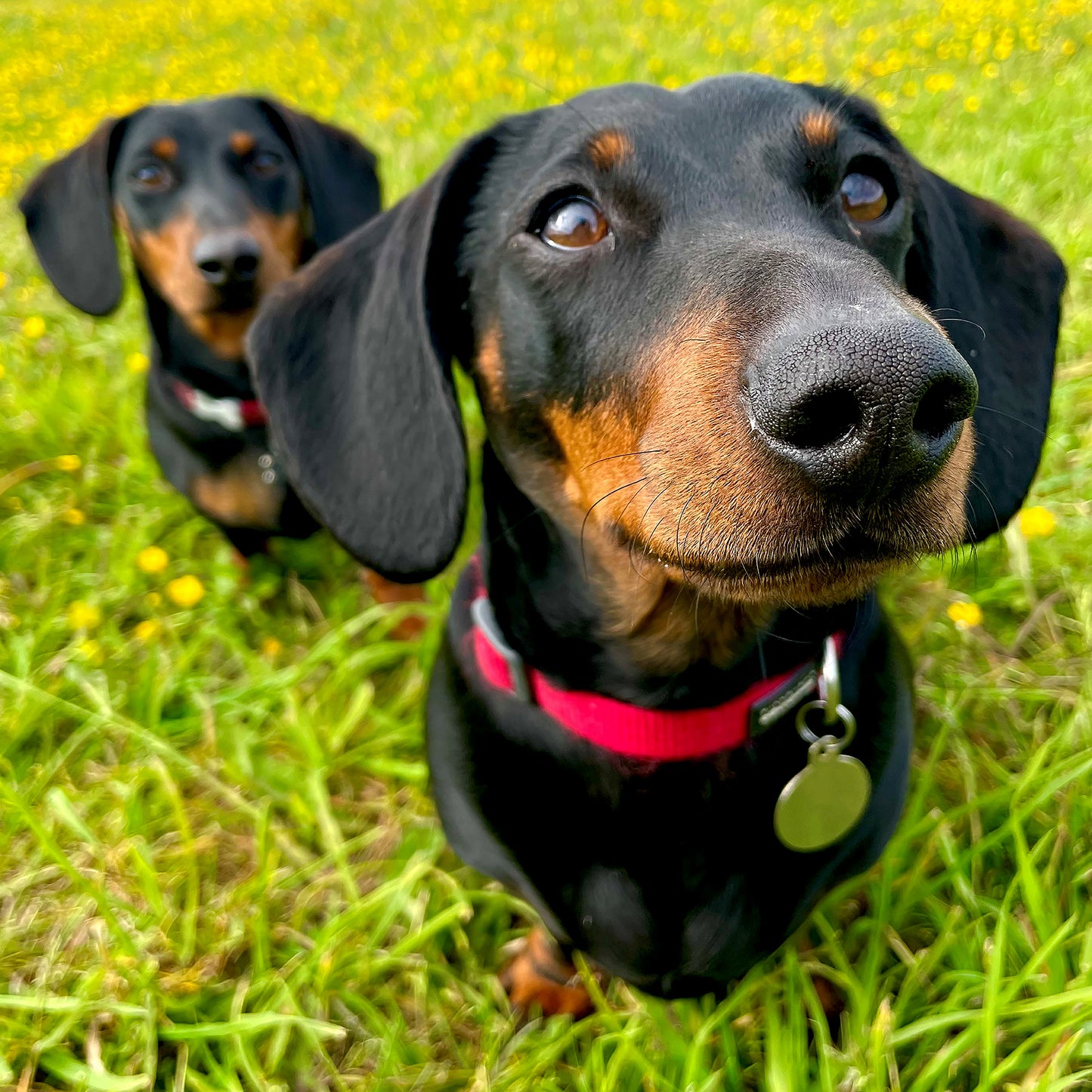 A photograph featuring real life dachshunds, Mali & Penny. Two beautiful black and tan standard dachshunds.